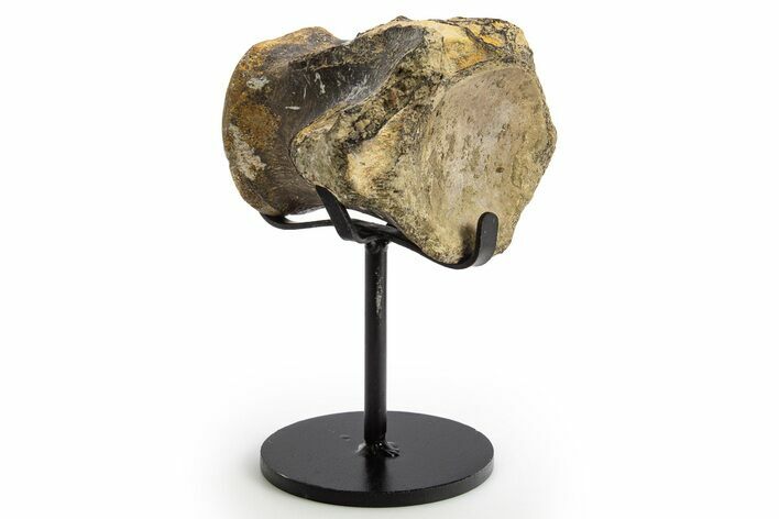Fossil Mosasaur Vertebra w/ Metal Stand - Texas #316024